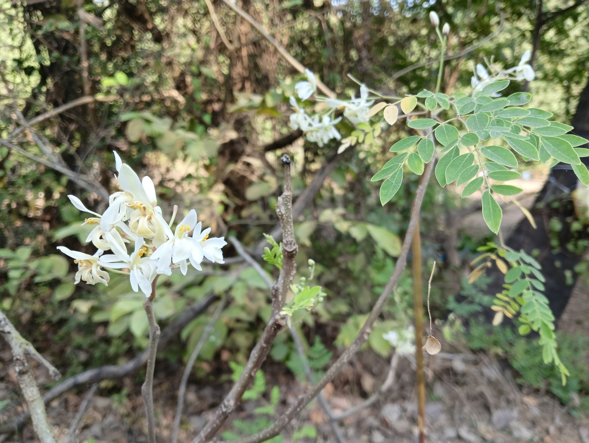 Imagem de Moringa