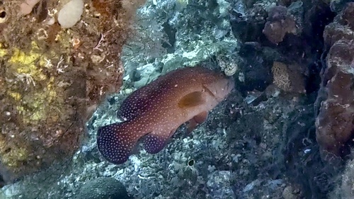 Bluespotted Grouper