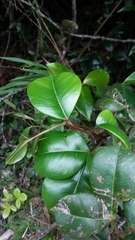 Zanthoxylum punctatum