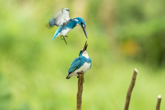 Cerulean Kingfisher photo 2
