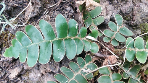 Asplenium aureum (Asplenium aureum)