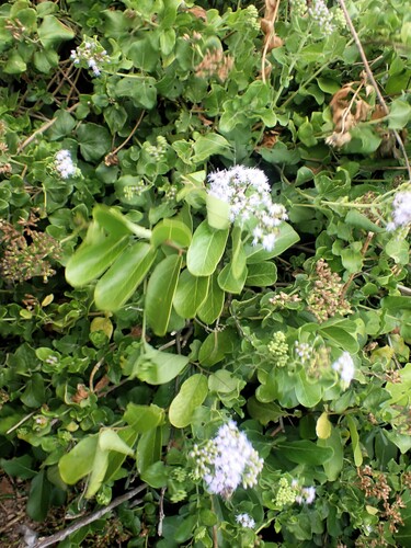 Chromolaena integrifolia (Chromolaena integrifolia)