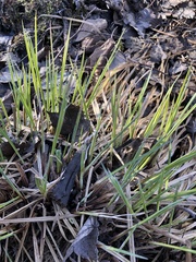 Carex pedunculata