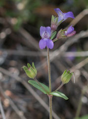 Collinsia callosa