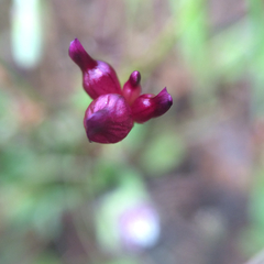 Trifolium depauperatum