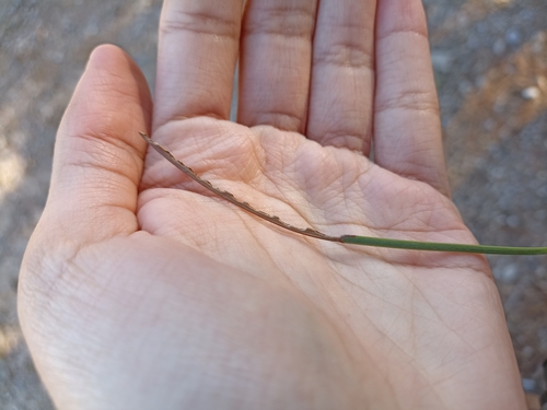 Brachyderes suturalis