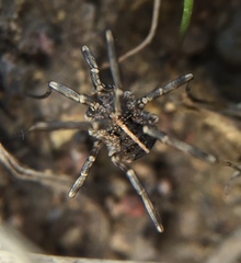 Zachaeus crista