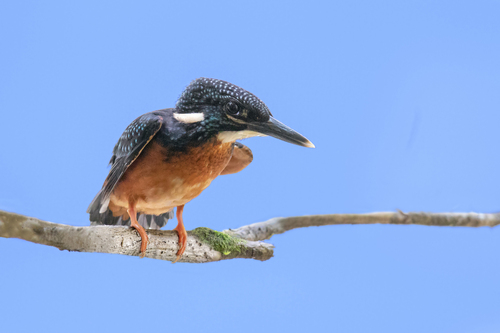 Blyth's Kingfisher