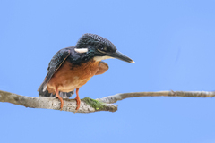 Blyth's Kingfisher photo 1