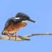 Blyth's Kingfisher - Photo (c) Henry Koh, some rights reserved (CC BY)