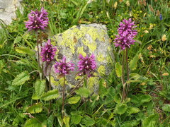 Betonica hirsuta