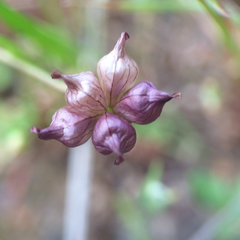 Trifolium depauperatum