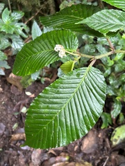 Begonia cooperi image