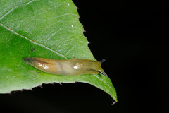 Athoracophoridae