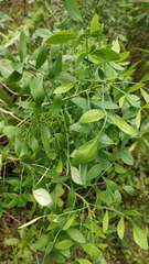 Ruta pinnata, photograph (c) Ben Jobson, some rights reserved (CC BY)