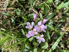 Cardamine douglassii