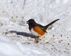 Eastern Towhee photo 5