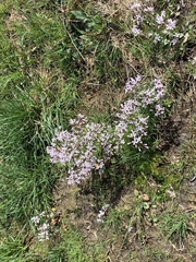 Cardamine douglassii