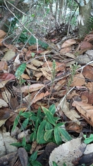 Microchilus