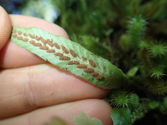Notogrammitis pseudociliata