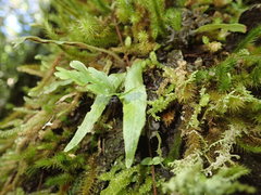 Notogrammitis pseudociliata