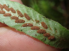 Notogrammitis pseudociliata