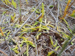 Brownseya serpentina