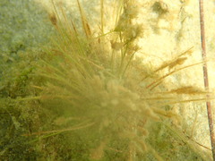 Trithuria inconspicua