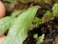 Notogrammitis pseudociliata
