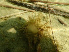 Trithuria inconspicua
