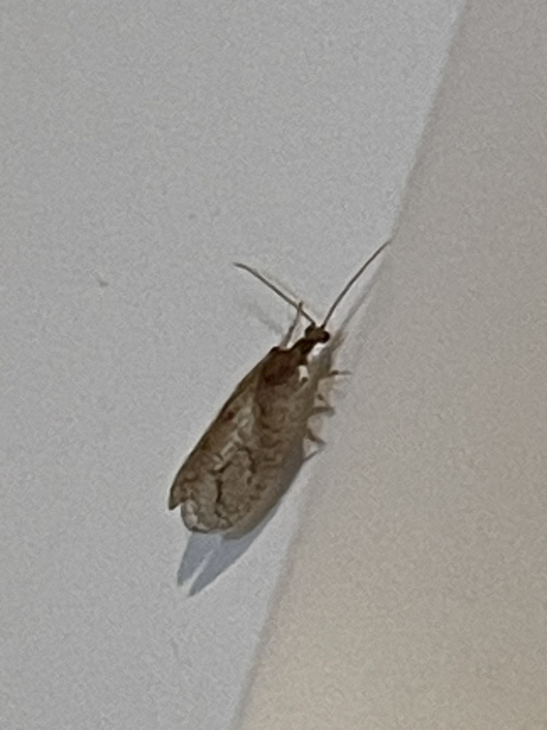 Micromus remiformis