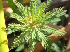 Myriophyllum robustum