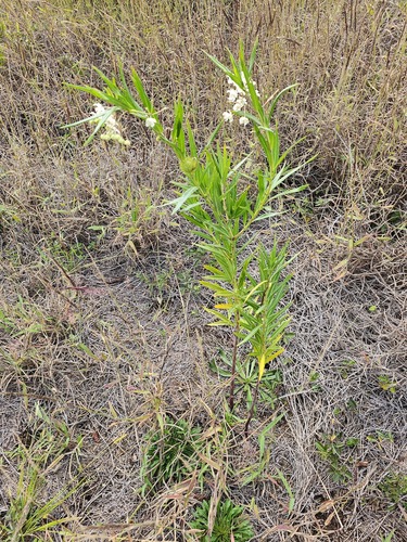Gomphocarpus physocarpus observed 2024-01-12