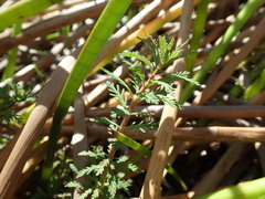 Myriophyllum robustum