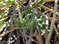 Myriophyllum robustum