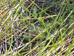 Myriophyllum robustum