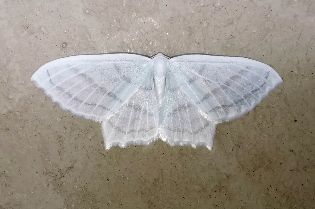 Palaeomystis