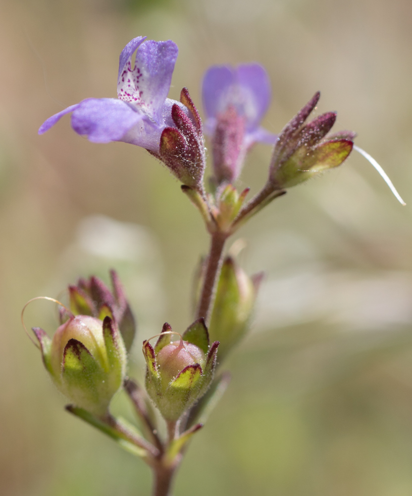Collinsia callosa
