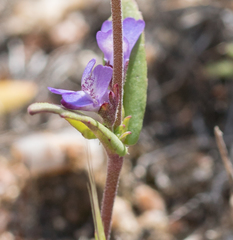Collinsia callosa