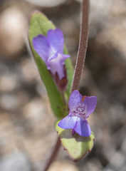 Collinsia callosa