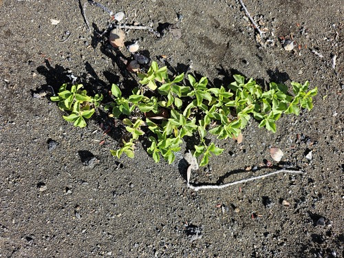 Acanthospermum australe observed 2024-01-13