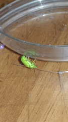 Polydrusus formosus