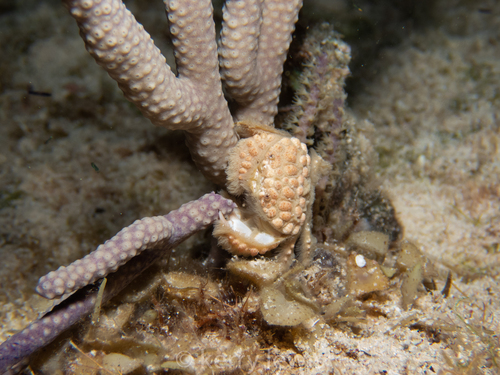 Paractaea rufopunctata observed 2022-05-05
