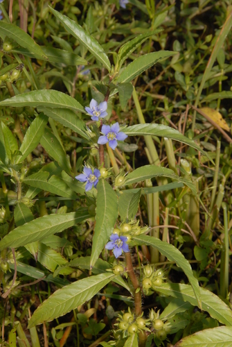 Image of Hydrolea quadrivalvis by (c) Brian Finzel, some rights reserved (CC BY-SA)