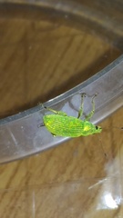 Polydrusus formosus