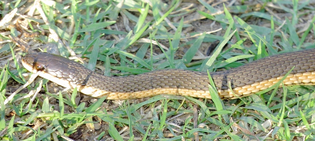 Graham's Crayfish Snake (Common Snakes Identification Guide for the ...