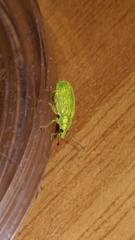 Polydrusus formosus