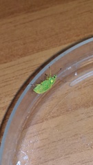 Polydrusus formosus