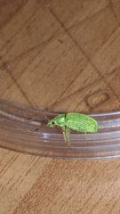Polydrusus formosus