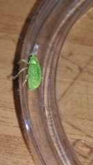 Polydrusus formosus